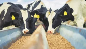 Animal Feed Production