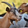 Goat Farming