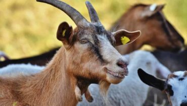 Goat Farming