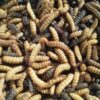 Maggot (Black Soldier Fly) Farming