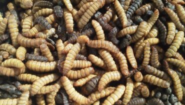 Maggot (Black Soldier Fly) Farming