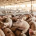 The 6-Month Challenge: How to Raise Market-Ready Pigs in Record Time